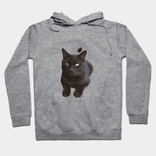 Shadow the Black Cat Hoodie